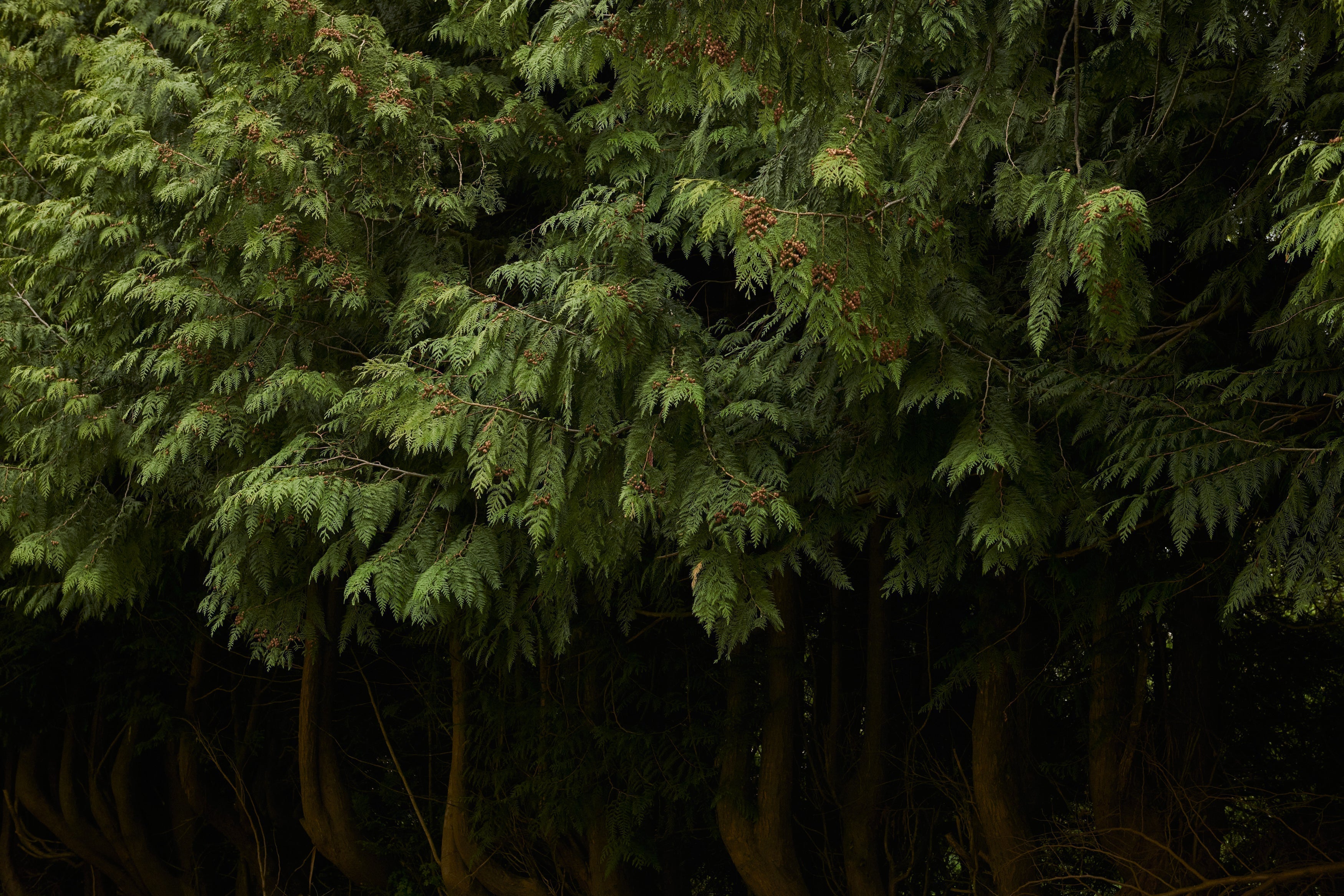 pernille corydon into the woods
